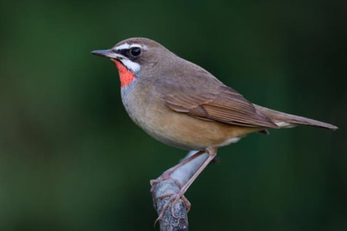 Wandbild zugvogel der - zugvogel,,