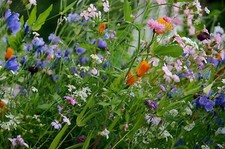 UNGARISCHE WILDBLUMEN