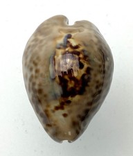 Cypraea teulerei 50 mm, Oman, aus eigener Sammlung #1544 schöne dunkle Färbung