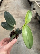 Cattleya amethystoglossa alba