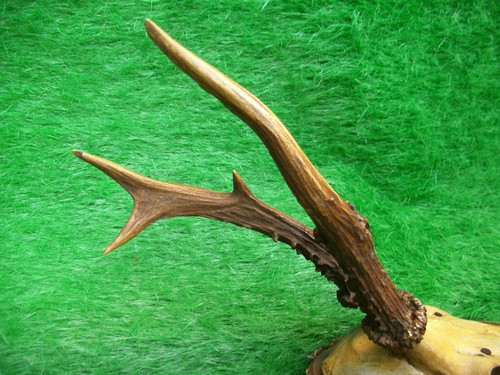 Abnormer 6er bock rehbock - abnormer, 6er-bock