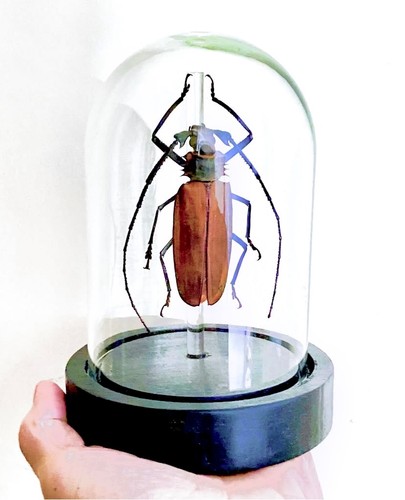 Entomologie kuppel - entomologie,