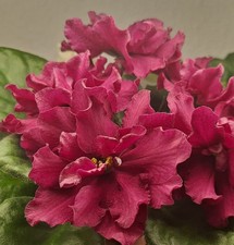 Usambaraveilchen African