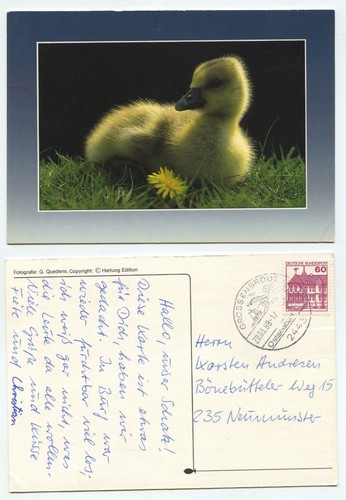 19429 enten küken - -,