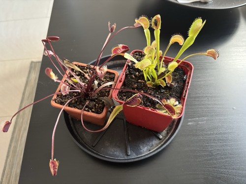 Dionaea muscipula - 2x,