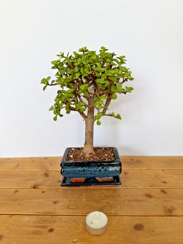 Zimmerbonsai bonsai jadebaum - zimmerbonsai,