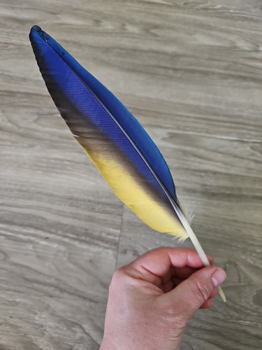 Blau - 💙💛,
