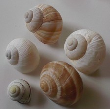 ? Lot schöne europäische Weinbergschnecken ,rezent  (X378)??