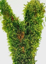 Fa' Moos verschiedene Sorten