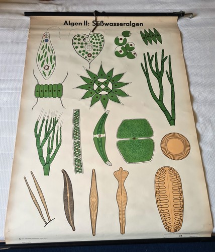 Ddr schulrollkarte algen ii - "algen,