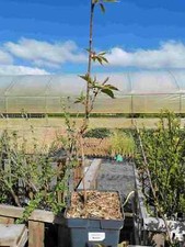 Prunus serrulata kanzan - prunus,