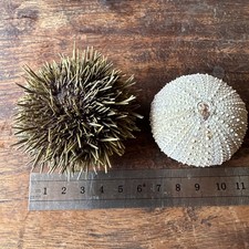 Seeigel Rezent
