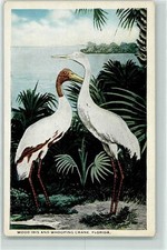 39281674 - Schreikranich Holzstorch Florida Vogel