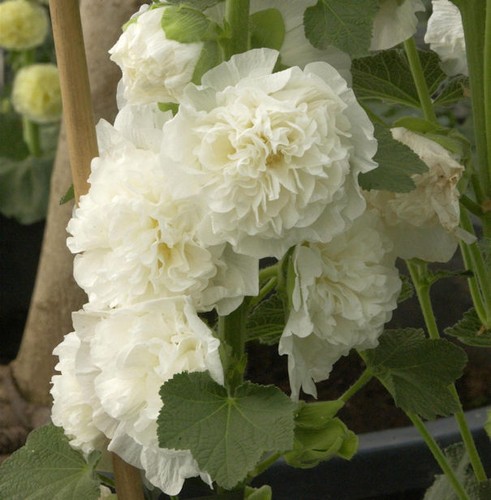Weiße stockrose alcea - stockrose,