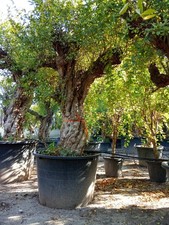 Granatapfelbaum GRÖSSE XL 240