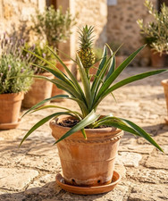 Ananas comosus,Zierananas mit