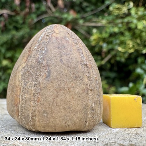 Rar conulus subrotundus fossil - rar,