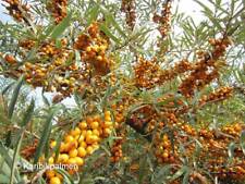 Hippophae 'Sandora Hipparth' - selbstbefr. Sanddorn winterharte Pflanze 30-50cm