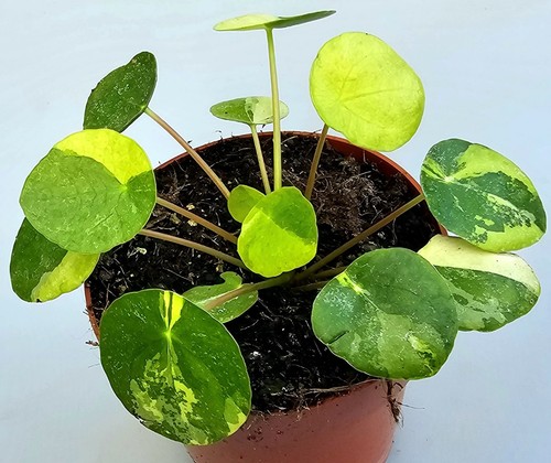 Seltene pilea peperomioides - seltene,