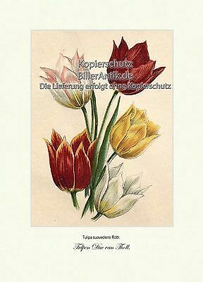Tulpen duc van tholl tulipa - duc,