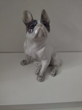 Französische Bulldogge Royal