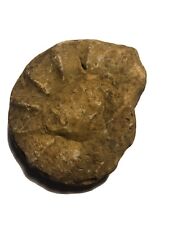 Fossil  Ceratit Deutschland