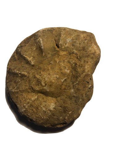 Fossil ceratit deutschland - ,