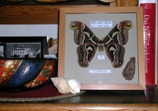 Großer Pfauenspinner - Arch