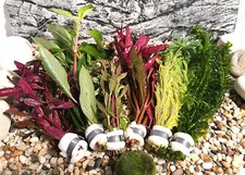 Aquariumpflanzen Set 6 XXL