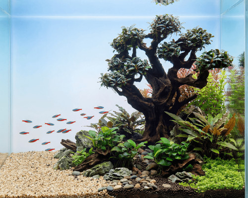 Natureholic stone bonsai mugen - natureholic,