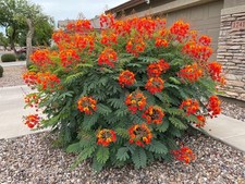 MEXICAN RED BIRD of PARADISE