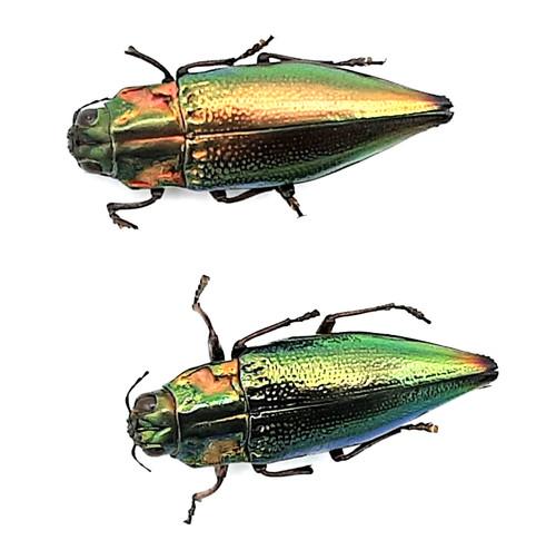 Buprestidae cyphogastra - 2x,