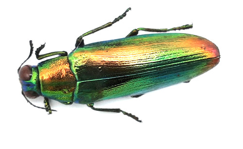 Buprestidae chrysochroa - buprestidae,,