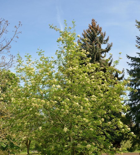Eberesche ulong 100 - eberesche,