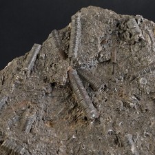 Crinoiden Fossil 506 g -