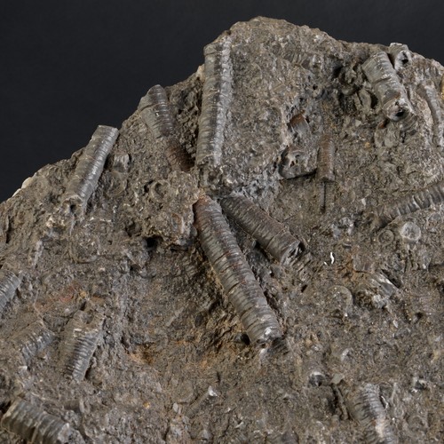 Crinoiden fossil 506 - crinoiden, g