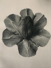 1929 Karl Blossfeldt Druck -