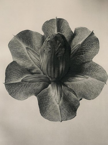 1929 karl blossfeldt druck - 1929,