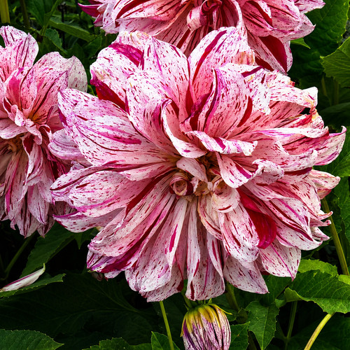 Dahlien - ,