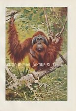 Borneo-Orang-Utan (Pongo pygmaeus) seltener Farbdruck von 1901 Wilhelm Kuhnert