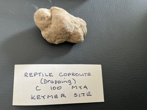 Fossiler reptilien koprolit - reptilien-koprolit,