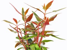 Rotes mini papageienblatt - papageienblatt,