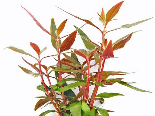 Rotes mini papageienblatt - mini,