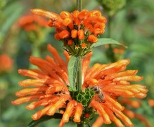 Samen vom AFRIKANISCHEN LÖWENOHR - seltene schöne Balkonblume, auch als Tee