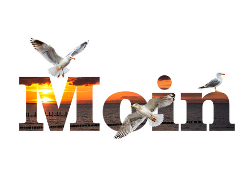 Moin schriftzug mit möwen - schriftzug,