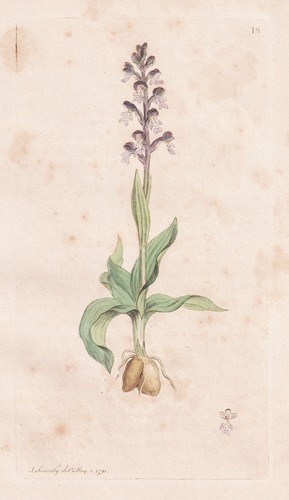 Orchis ustulata knabenkraut - orchis,