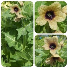Bilsenkraut hyoscyamus niger - bilsenkraut,