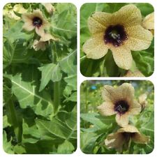 Bilsenkraut Hyoscyamus niger