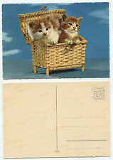 24391 - Zwei Katzenbabys in einer Truhe - alte Ansichtskarte