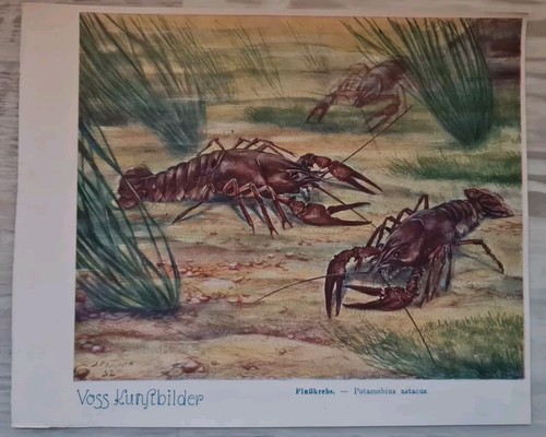 Voss margarine kunstbilder - voss,